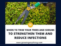 When To Trim Your Trees And Shrubs