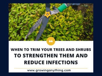 When To Trim Your Trees And Shrubs