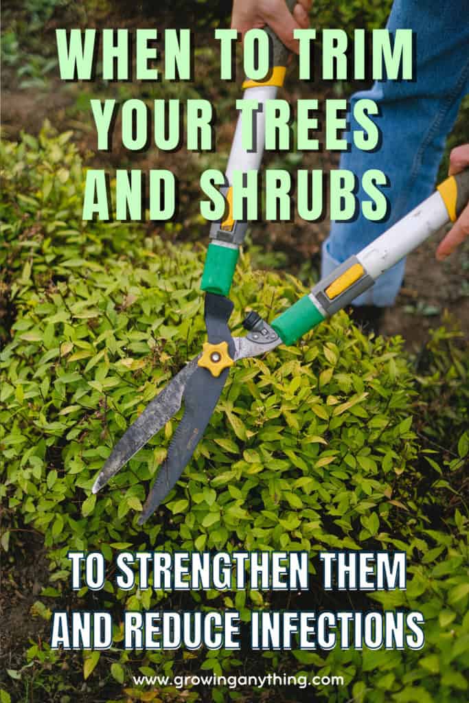 When To Trim Your Trees And Shrubs