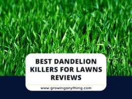 Best Dandelion Killers For Lawns