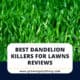 Best Dandelion Killers For Lawns