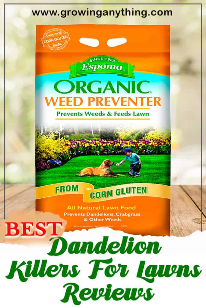 Best Dandelion Killers For Lawns