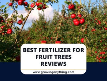 Best Fertilizer For Fruit Trees