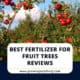 Best Fertilizer For Fruit Trees