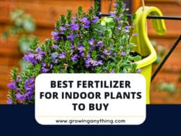 Best Fertilizer For Indoor Plants