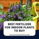 Best Fertilizer For Indoor Plants