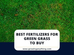 Best Fertilizers For Green Grass