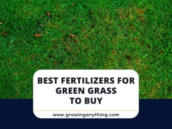 Best Fertilizers For Green Grass