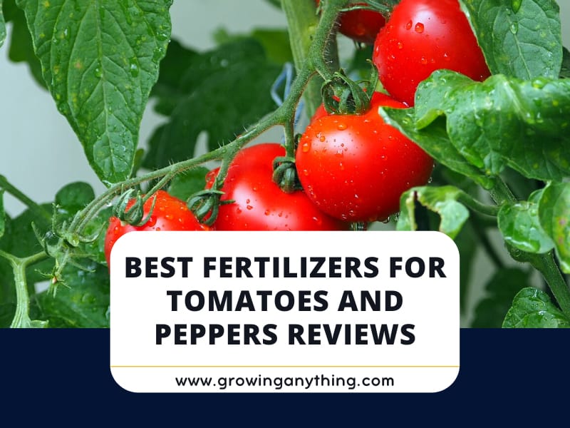 Top 15 Best Fertilizers For Tomatoes and Peppers Reviews 2024