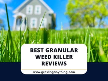 Best Granular Weed Killers