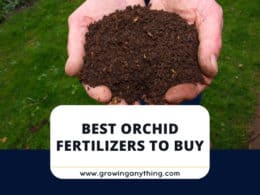 Best Orchid Fertilizers