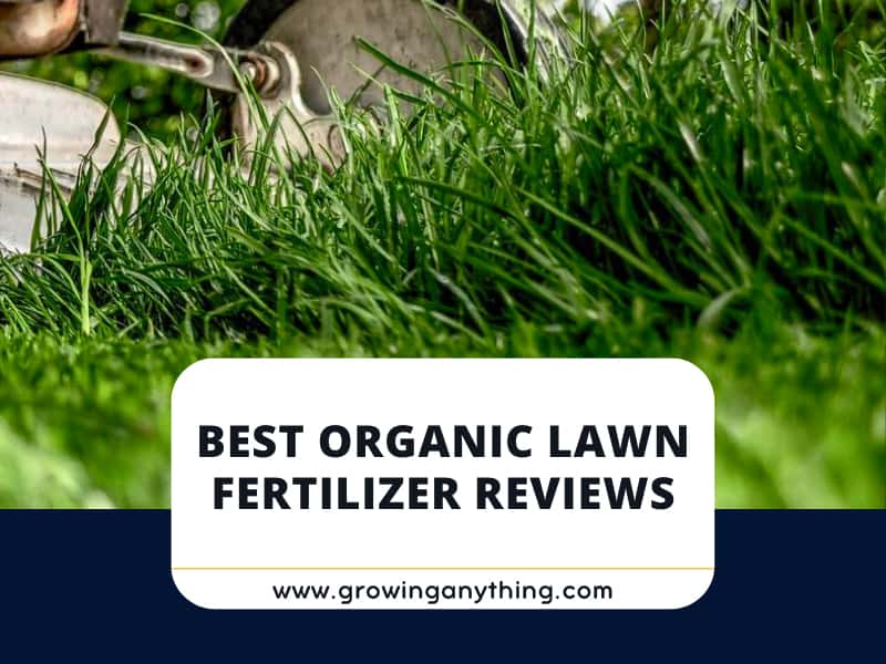 Top 15 Best Organic Lawn Fertilizer Reviews 2024