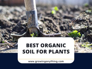 Best Organic Soil For Plants