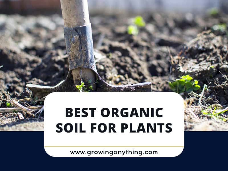 Top 15 Best Organic Soil For Plants To Buy 2024
