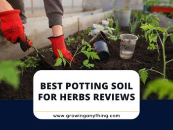 Best Potting Soil For Herbs