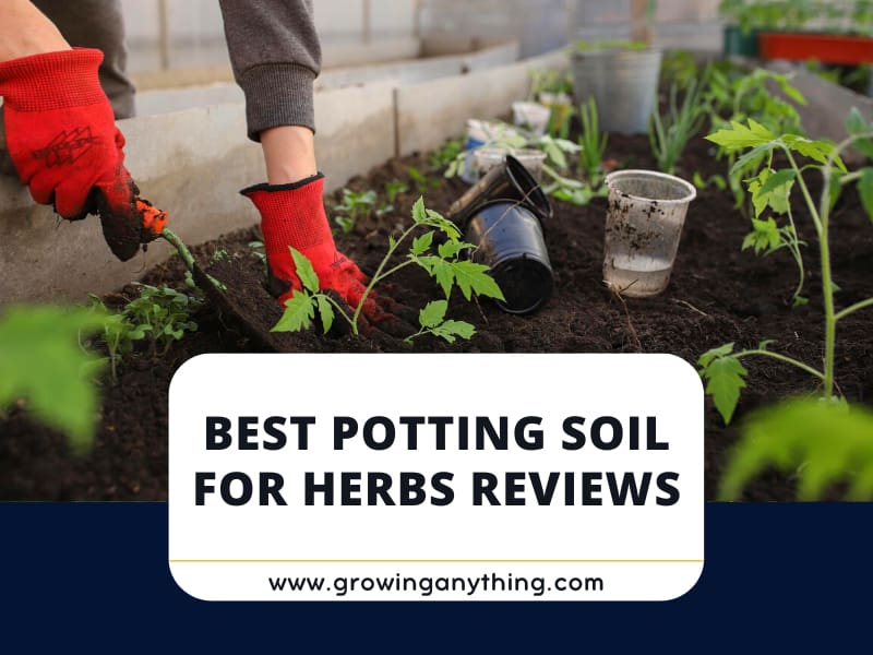 Top 15 Best Potting Soil for Herbs Reviews 2024