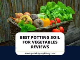 Best Potting Soil For Vegetables