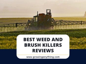 Best Weed And Brush Killers