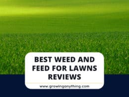 Best Weed And Feed For Lawns