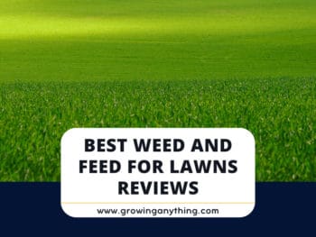 Best Weed And Feed For Lawns