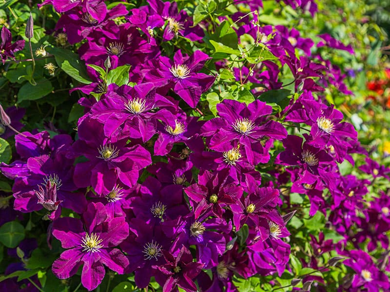 Abundant Clematis