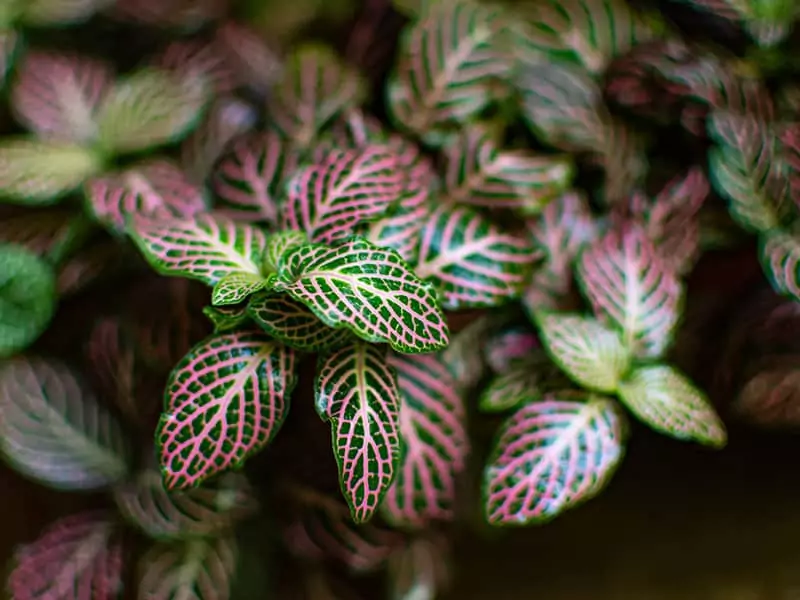 Albivenis Mosaic Plant Greenery