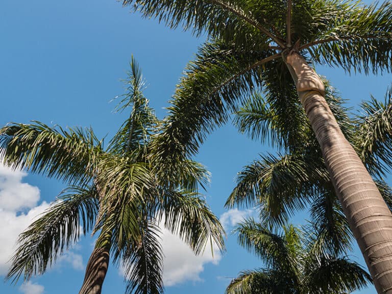 25 Best Palm Trees In Florida For Landscaping, Shade and Decor