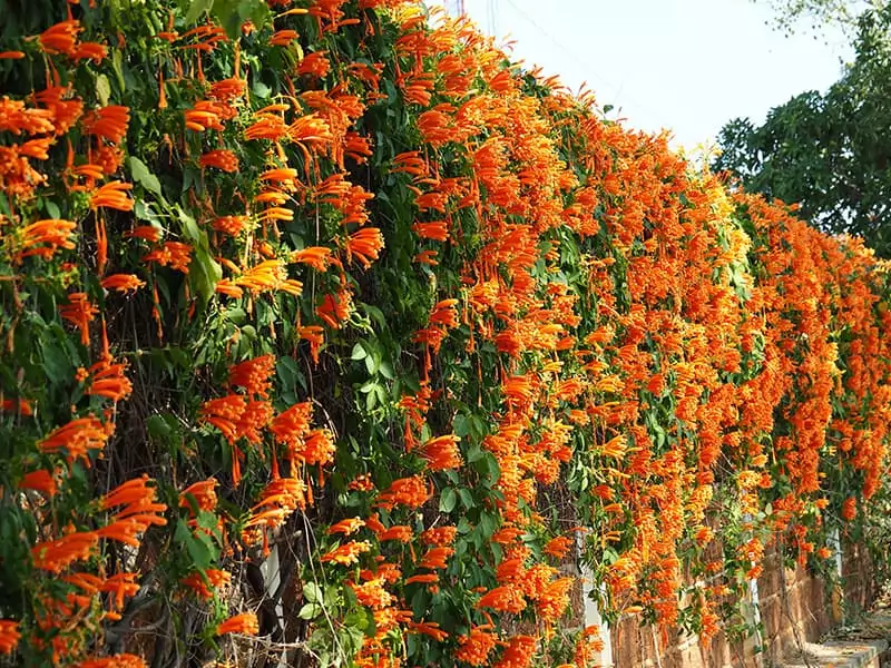 Beautiful Orange Flowers