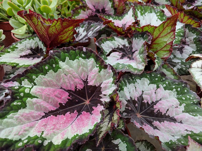 Begonia Rex Plant