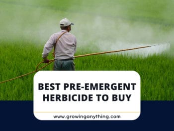 Best Pre Emergent Herbicide