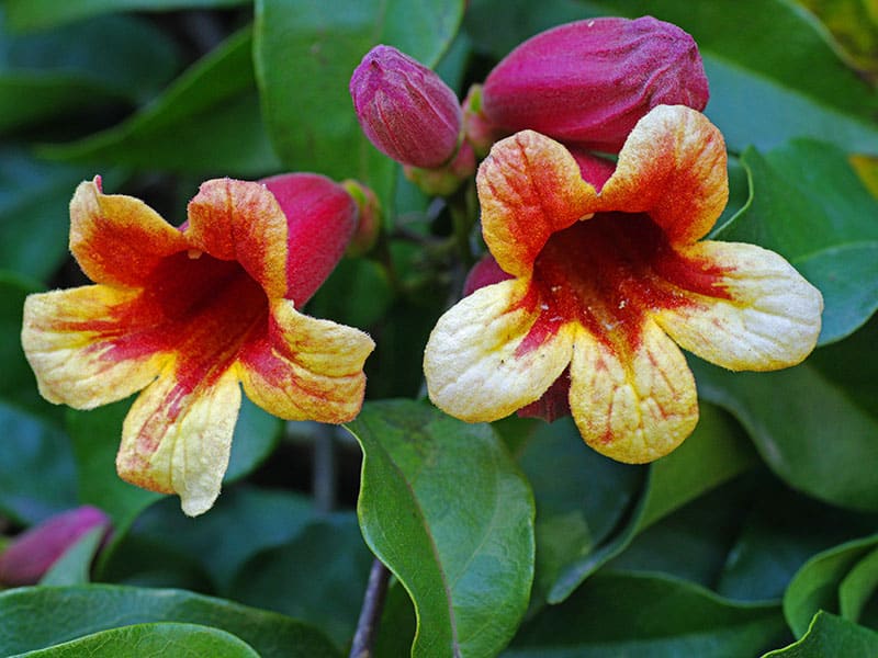 Bignonia Capreolata