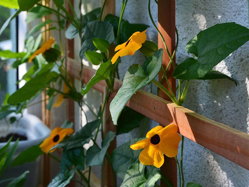 Blooming Thunbergia