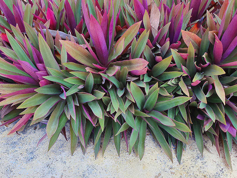 Boatlily Oyster Lily