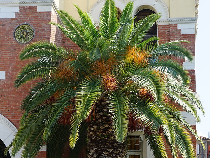 Canary Island Date Palm