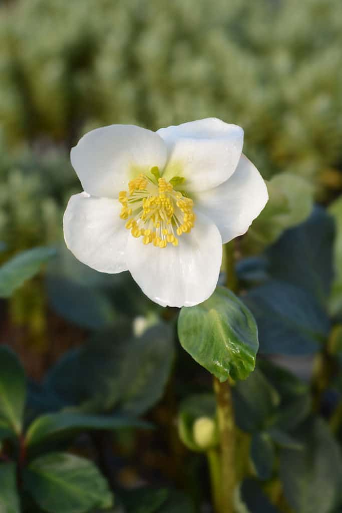 Christmas Rose Carol