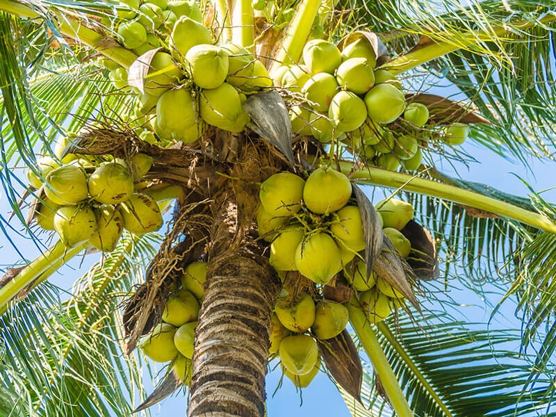 Coconut Palm Tree