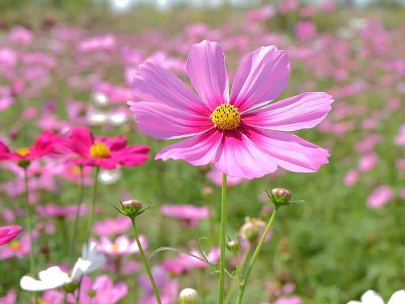 Cosmos Genus