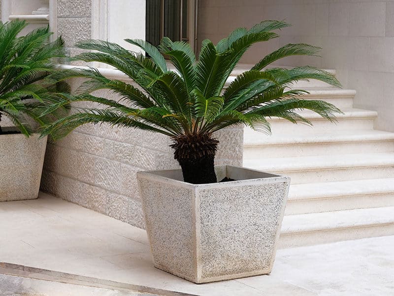 Cycas Revoluta Palm Tree