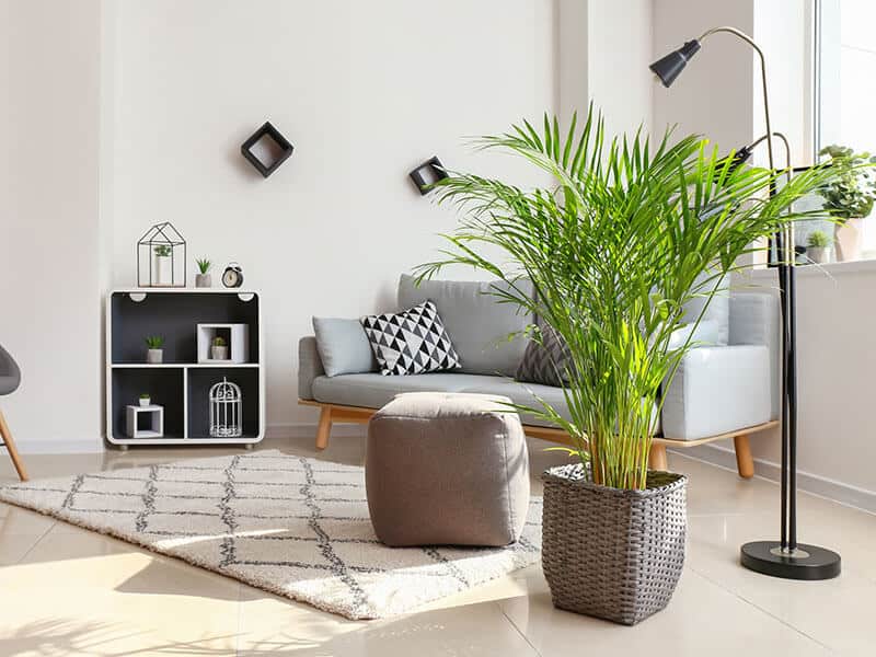 Decorative Areca Palm