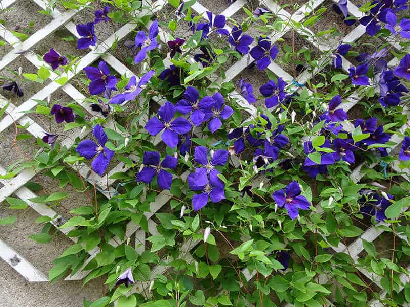 Deep Blue Clematis Climbing