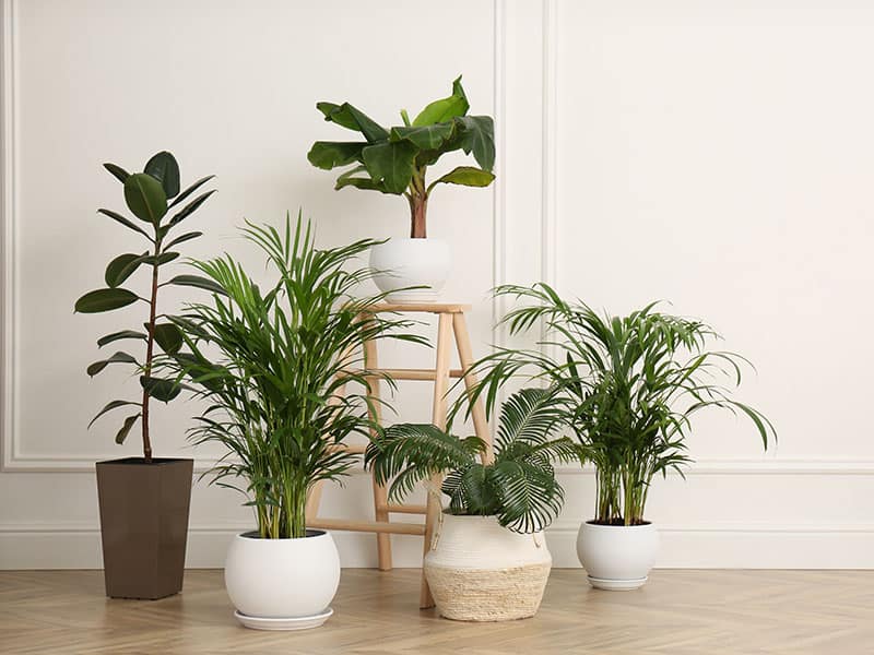 Different Beautiful Indoor Plants