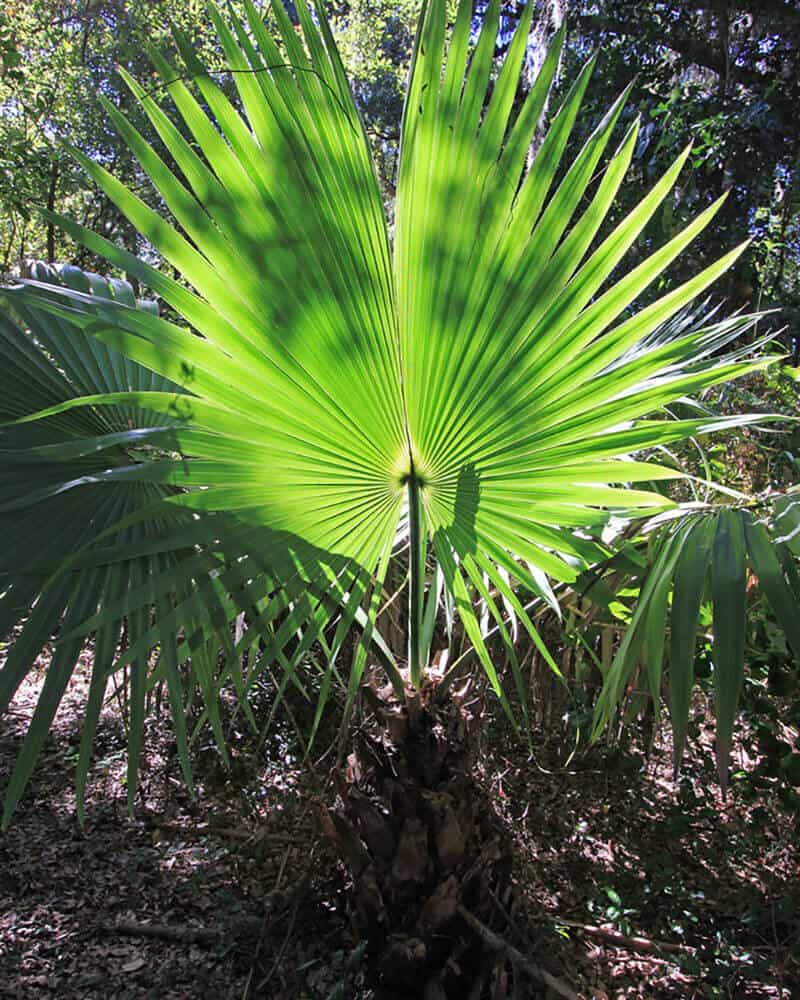 Dwarf Palm