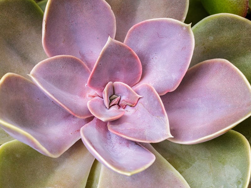 Echeveria Von Succulent Plant