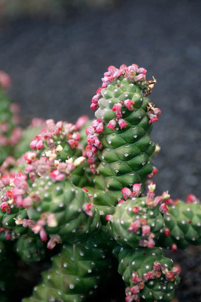 Euphorbia Monadenium