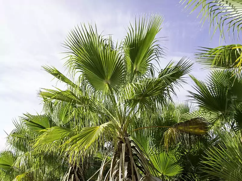 European Fan Palm