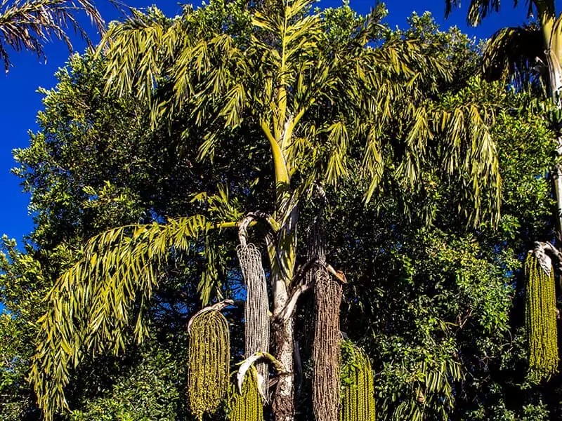 Fishtail Palm