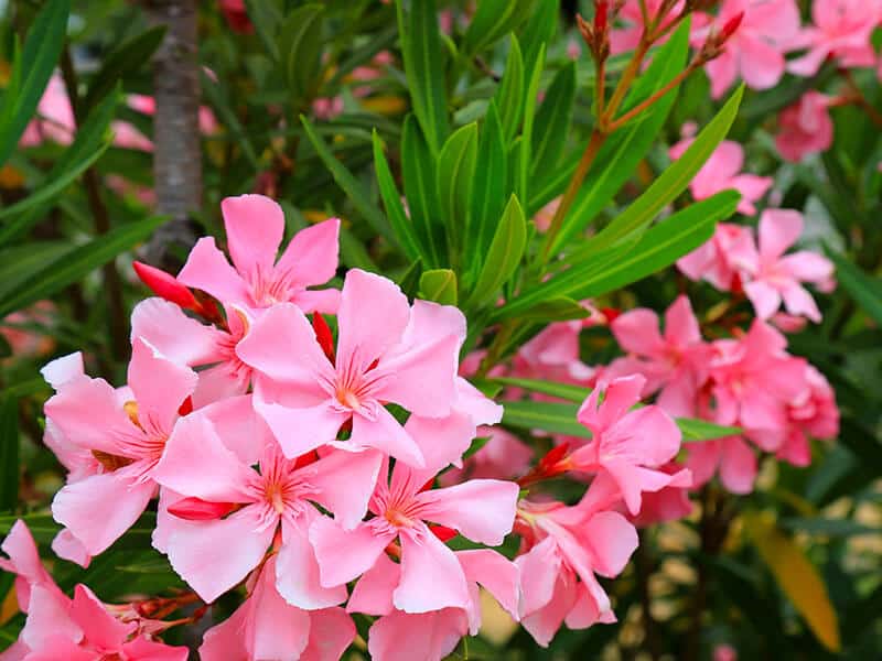 Flowers Pink Oleander