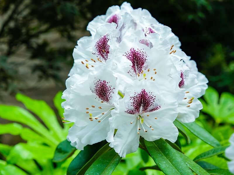 Flowers Speckled with Dark Purple