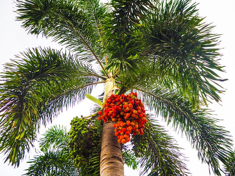 Foxtail Palm