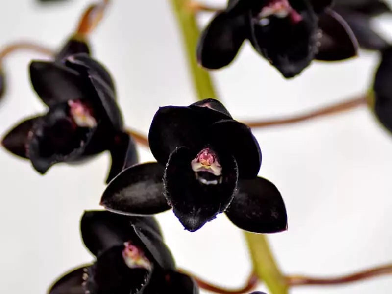 Fredclarkeara After Dark Orchid